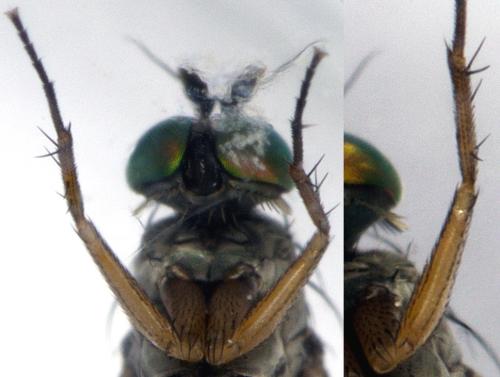 Dolichopus sp.