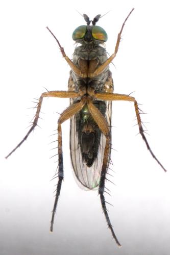 Dolichopus sp.