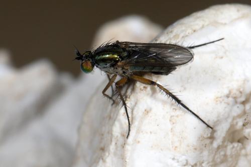Dolichopus sp.