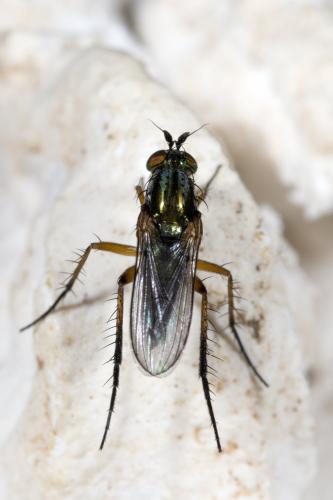 Réf. 295 969 : Dolichopus sp.