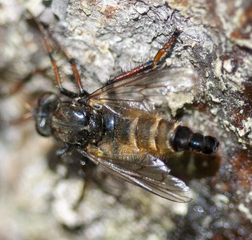 Réf. 295 860 : Cyrtopogon ruficornis