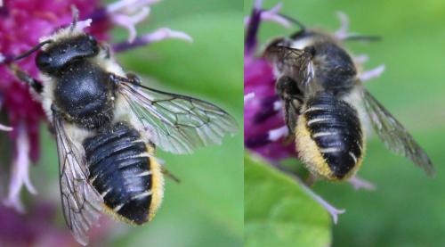 Réf. 295 352 : Megachile centuncularis