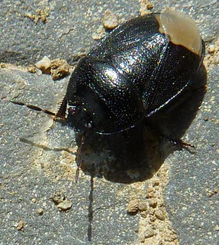 Sehirus sp.