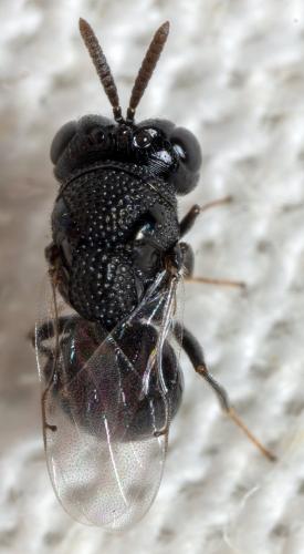 Perilampus tristis
