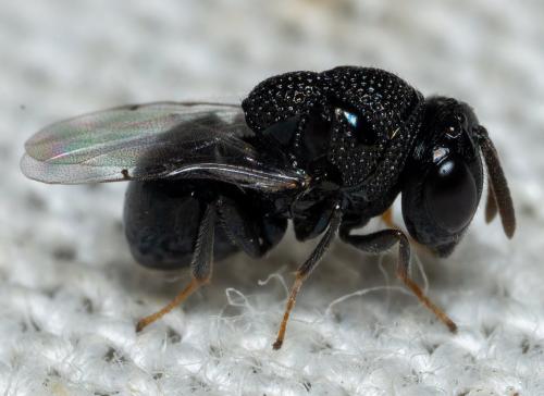 Réf. 295 469 : Perilampus tristis