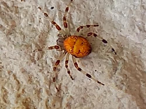Araneus marmoreus