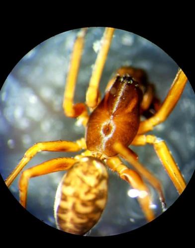 Neriene clathrata