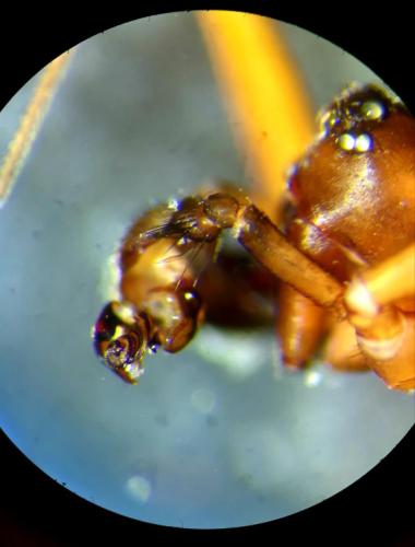 Neriene clathrata