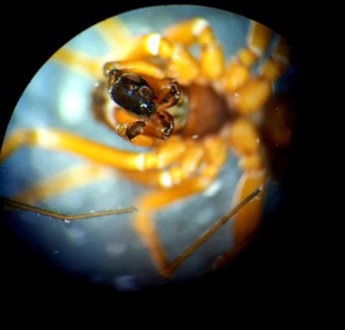 Neriene clathrata