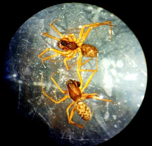Neriene clathrata