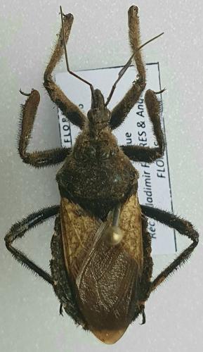 Réf. 295 334 : Apiomerus lanipes