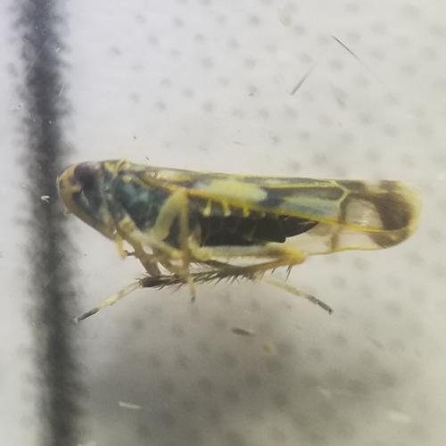 Réf. 295 413 : Eupteryx urticae
