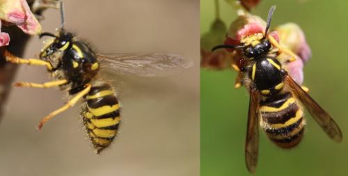 Réf. 295 442 : Dolichovespula sylvestris
