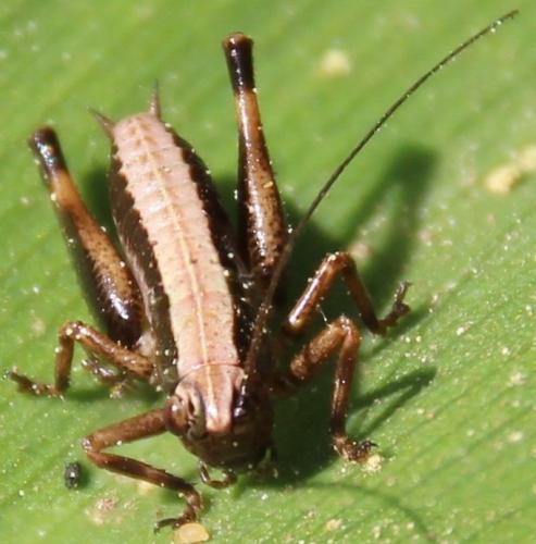 Réf. 295 394 : Pholidoptera griseoaptera