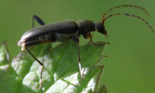 Grammoptera ruficornis