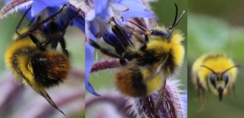 Réf. 295 477 : Bombus pratorum