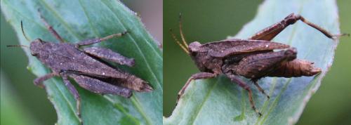 Réf. 295 393 : Tetrix undulata