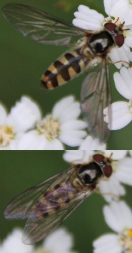 Réf. 295 835 : Meliscaeva auricollis