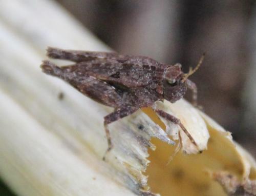Réf. 295 912 : Tetrix undulata