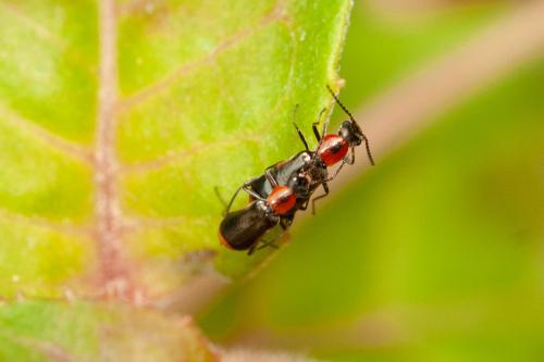 Réf. 295 020 : Attalus minimus