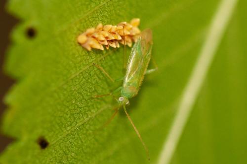 Réf. 295 076 : Orthotylus sp.