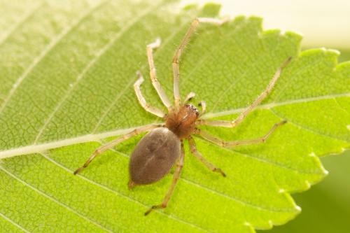 Réf. 295 079 : Cheiracanthium sp.
