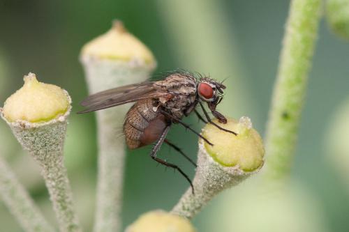 Anthomyia confusanea