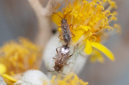 Réf. 295 115 : Nysius sp.