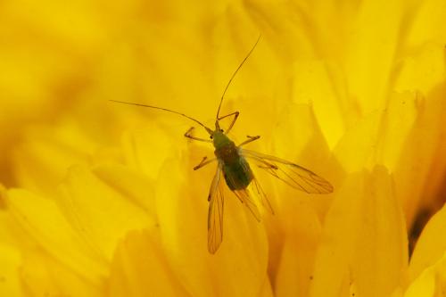 Réf. 295 124 : Macrosiphum euphorbiae