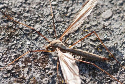 Réf. 295 153 : Tipula oleracea