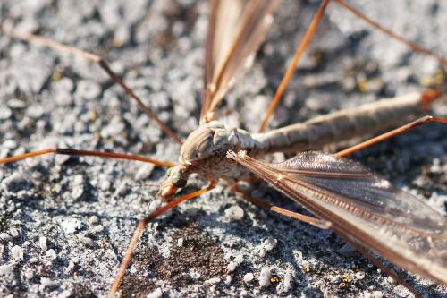 Tipula oleracea