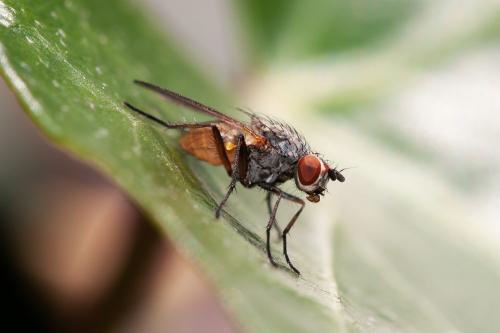 Réf. 295 164 : Pegomya bicolor