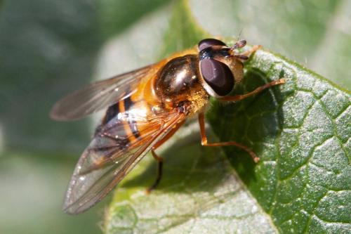 Réf. 295 169 : Epistrophe eligans