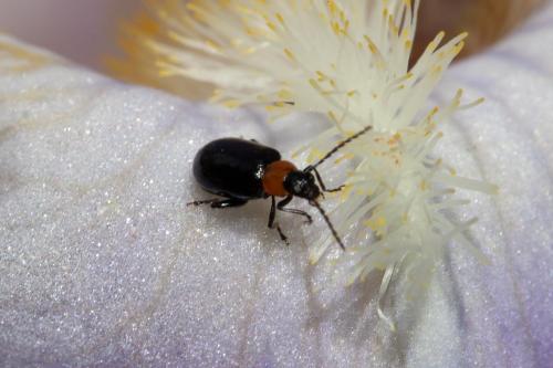 Réf. 295 181 : Luperomorpha xanthodera