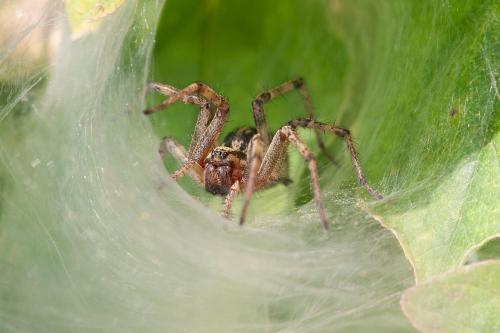 Agelena labyrinthica