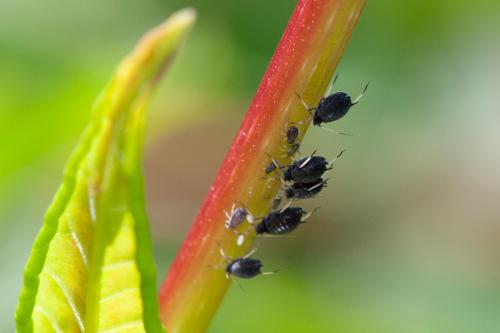 Aphis craccivora
