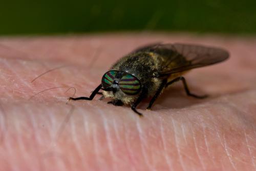 Tabanus quatuornotatus