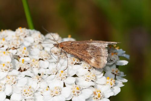 Réf. 295 295 : Pyrausta sp.
