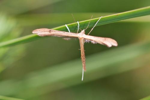 Réf. 295 296 : Stenoptilia sp.