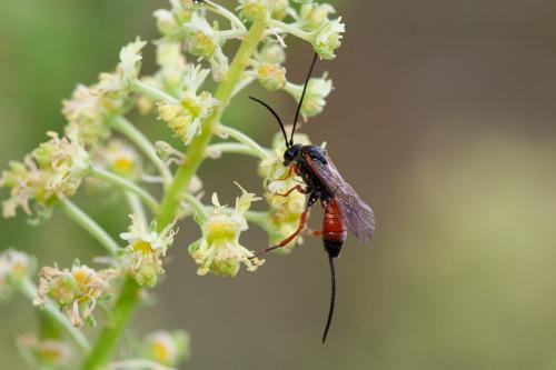 Odinophora dorsalis