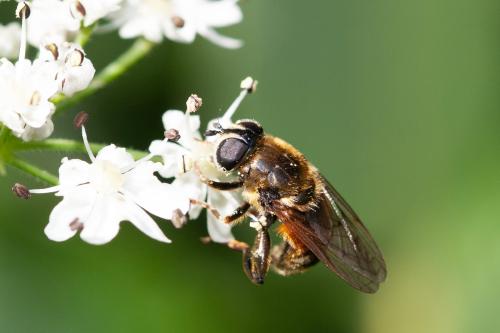 Réf. 295 313 : Merodon sp.
