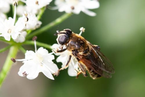 Réf. 295 312 : Merodon sp.