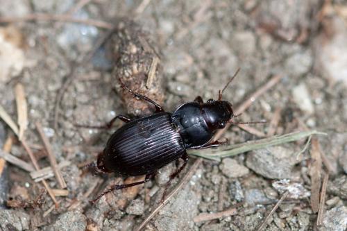 Amara aulica