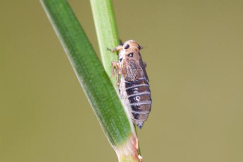 Stiroma sp.