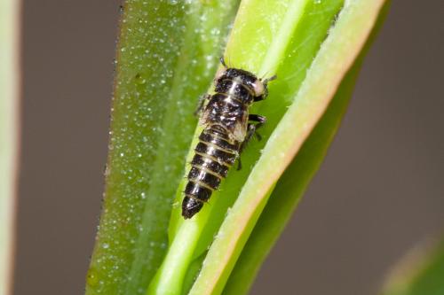 Idiocerus similis