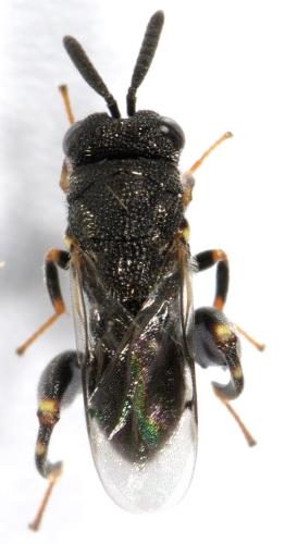 Brachymeria sp.