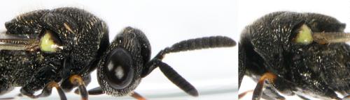 Brachymeria sp.