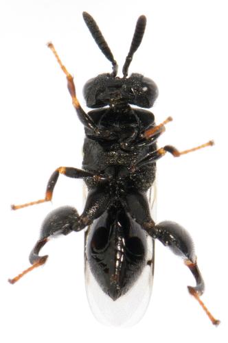 Brachymeria sp.