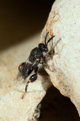 Brachymeria sp.