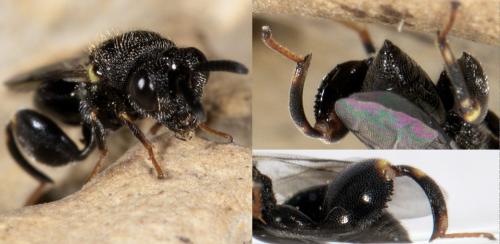 Brachymeria sp.